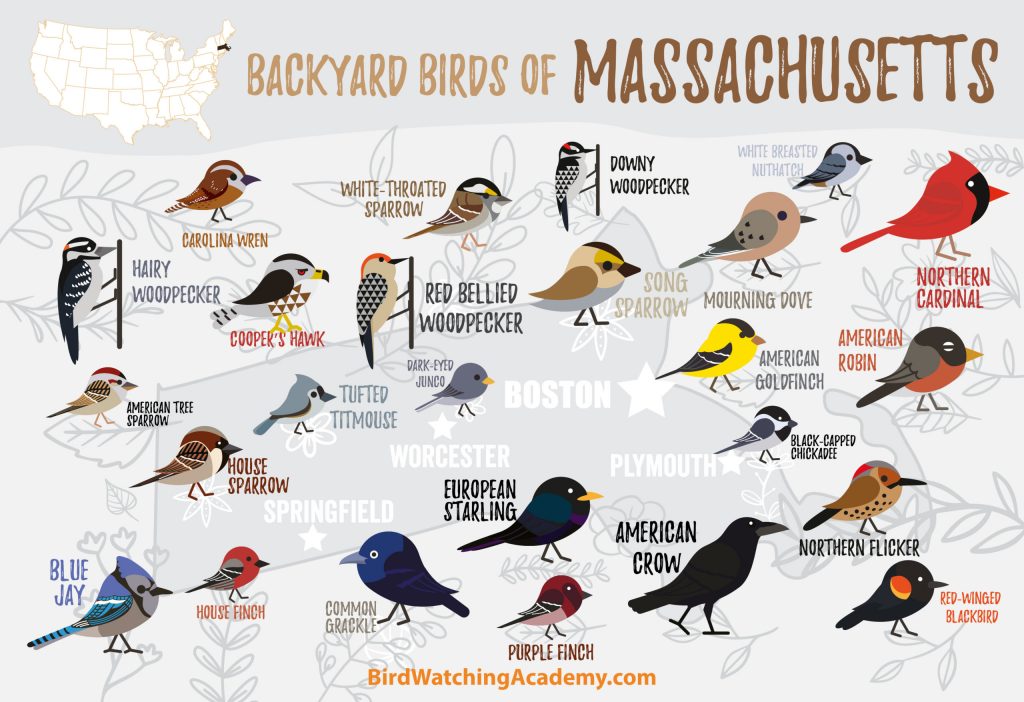 The Most Common Backyard Birds in Massachusetts