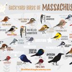 The Most Common Backyard Birds in Massachusetts