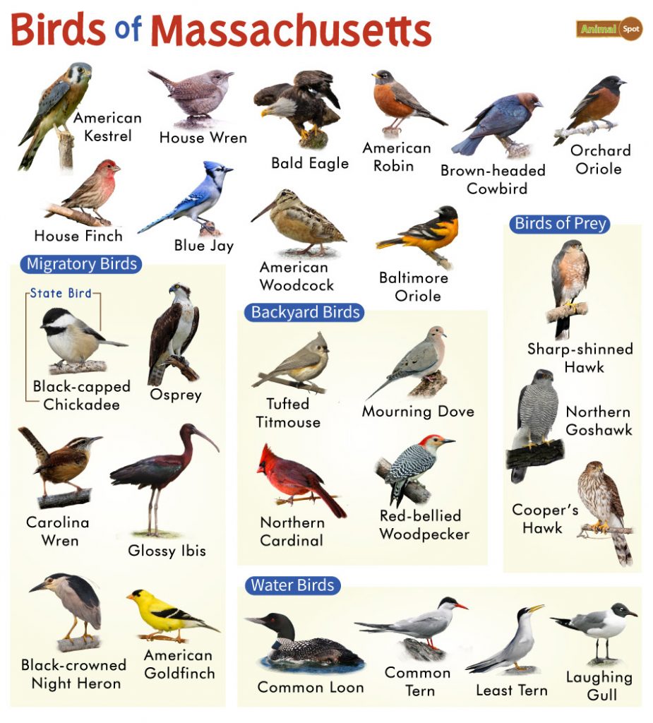 The Most Common Backyard Birds in Massachusetts