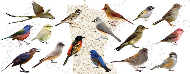 The Most Common Backyard Birds in Minnesota