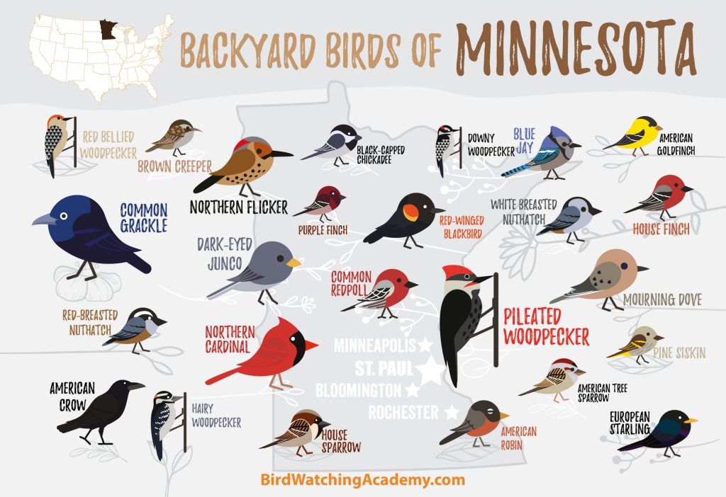 The Most Common Backyard Birds in Minnesota