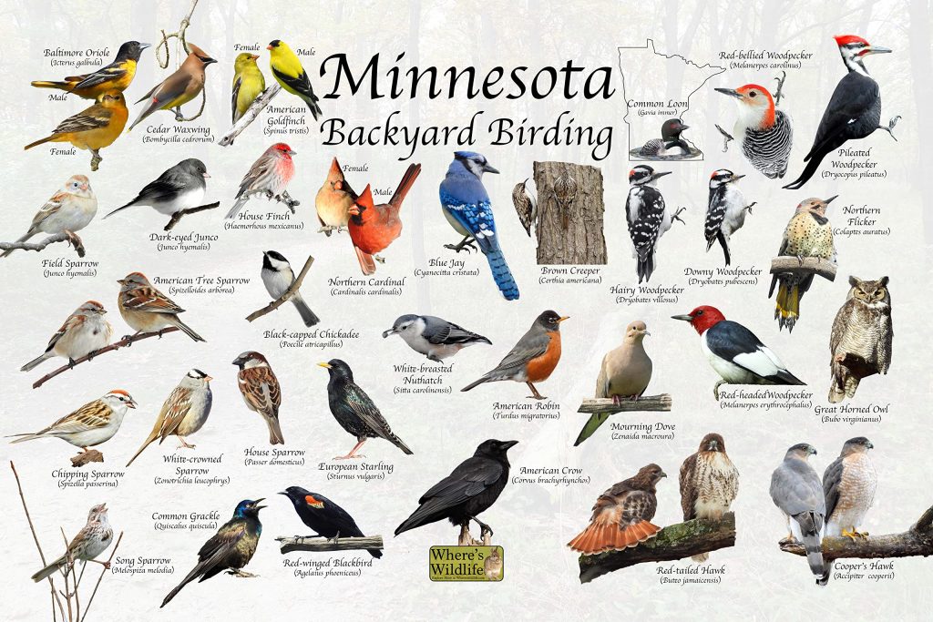 The Most Common Backyard Birds in Minnesota