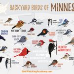 The Most Common Backyard Birds in Minnesota