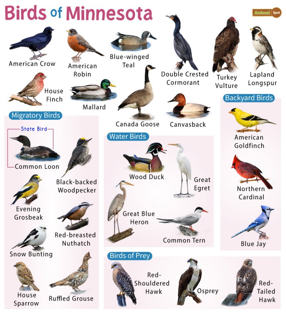 The Most Common Backyard Birds in Minnesota