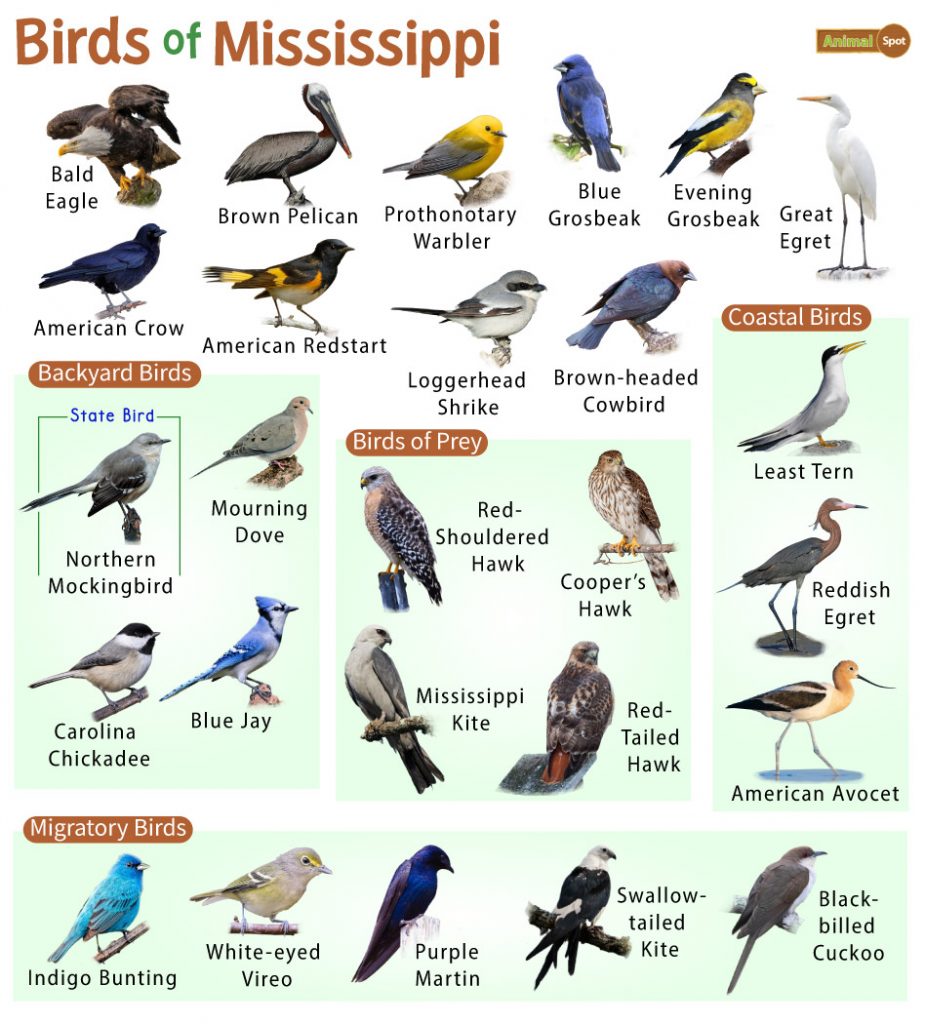 The Most Common Backyard Birds in Mississippi