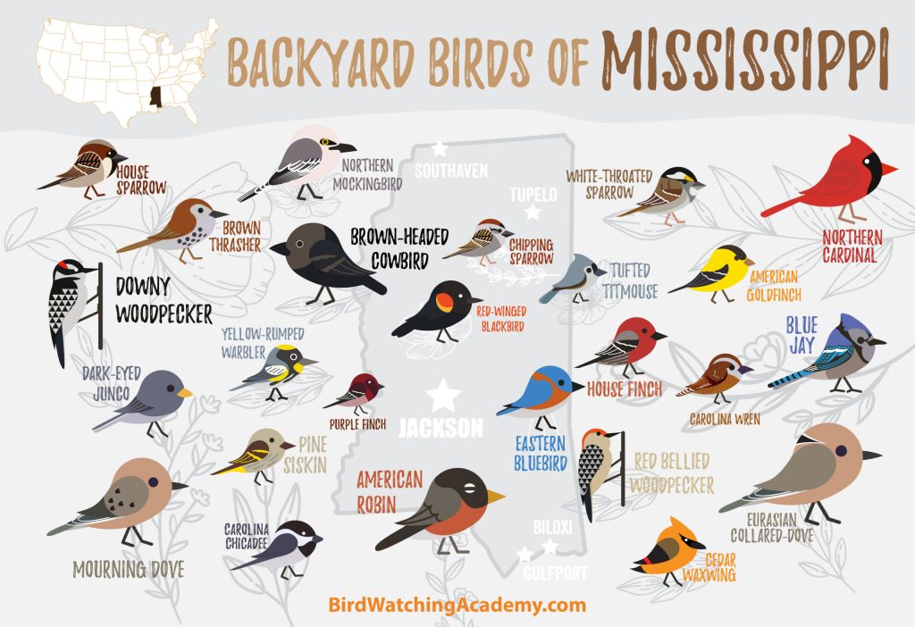 The Most Common Backyard Birds in Mississippi