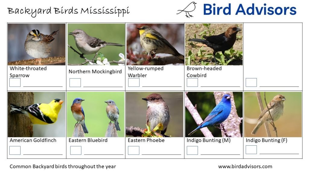 The Most Common Backyard Birds in Mississippi