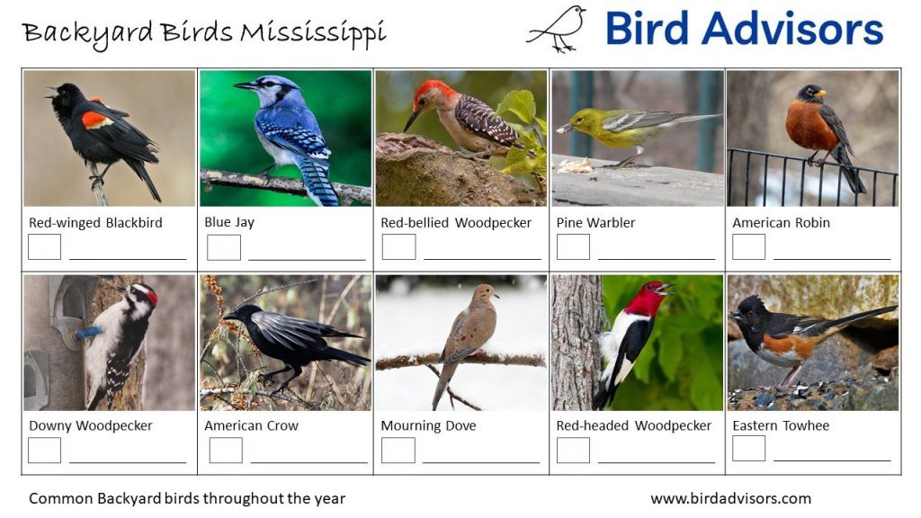 The Most Common Backyard Birds in Mississippi