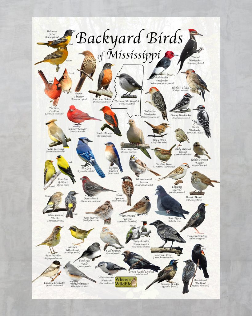 The Most Common Backyard Birds in Mississippi