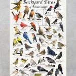 The Most Common Backyard Birds in Mississippi