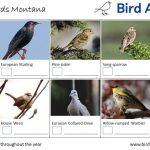 The Most Common Backyard Birds in Montana