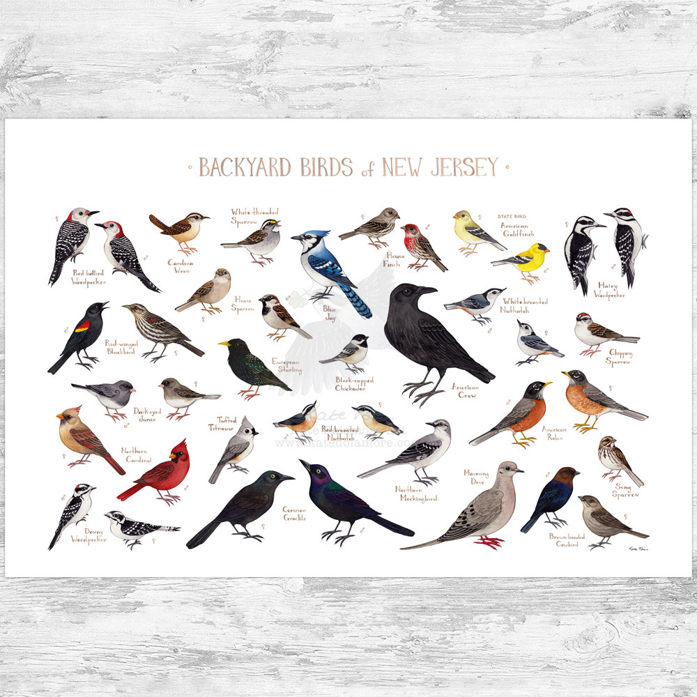 The Most Common Backyard Birds in New Jersey - Sigloxxi