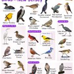 The Most Common Backyard Birds in New Jersey