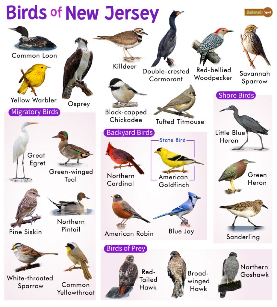 The Most Common Backyard Birds in New Jersey