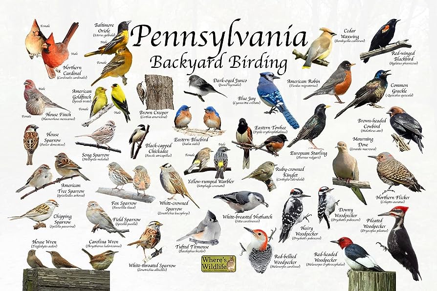 The Most Common Backyard Birds in Pennsylvania