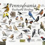 The Most Common Backyard Birds in Pennsylvania