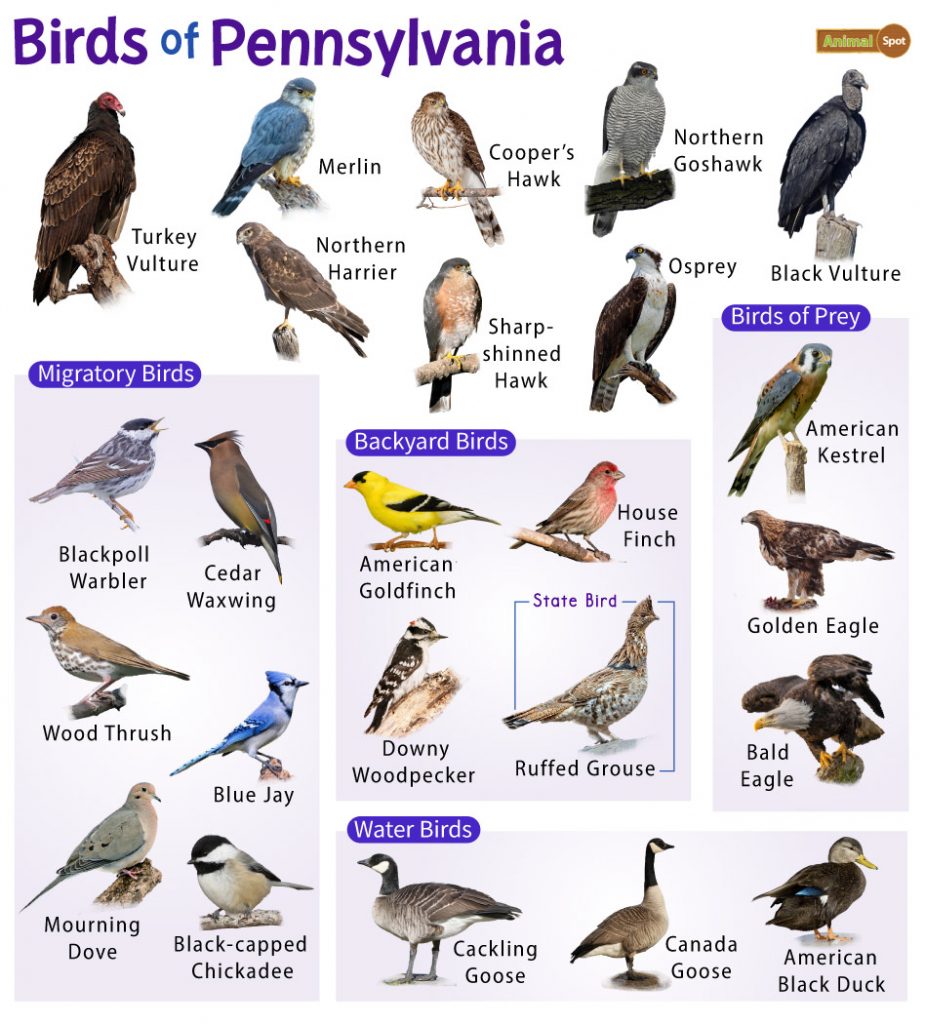 The Most Common Backyard Birds in Pennsylvania