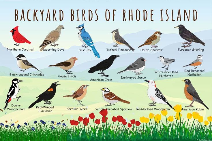 The Most Common Backyard Birds in Rhode Island