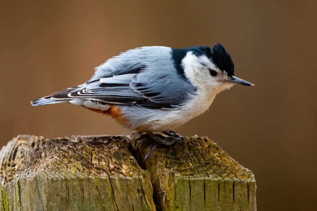 The Most Common Backyard Birds in Rhode Island