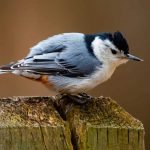 The Most Common Backyard Birds in Rhode Island