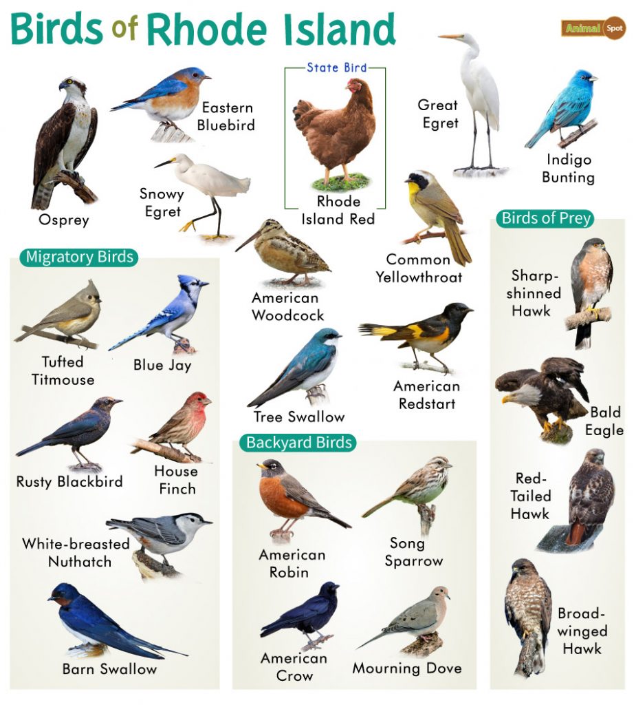 The Most Common Backyard Birds in Rhode Island