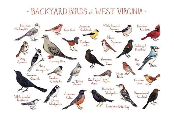 The Most Common Backyard Birds in West Virginia