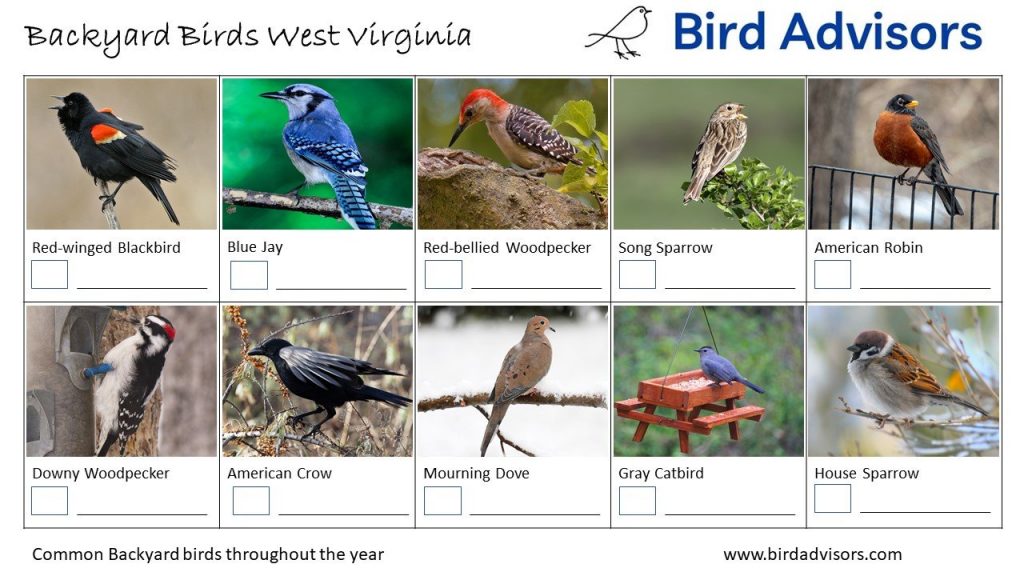 The Most Common Backyard Birds in West Virginia