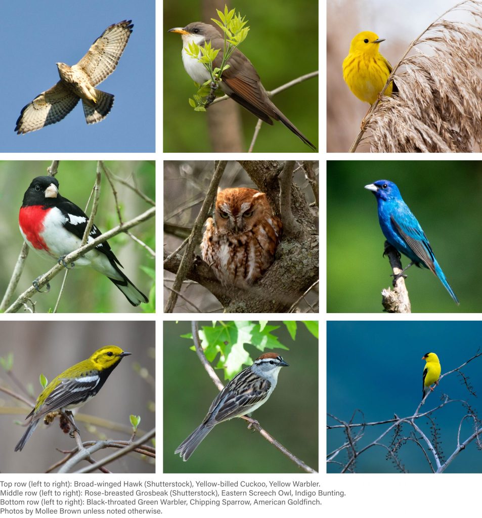 The Most Common Backyard Birds in West Virginia