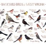 The Most Common Backyard Birds in West Virginia