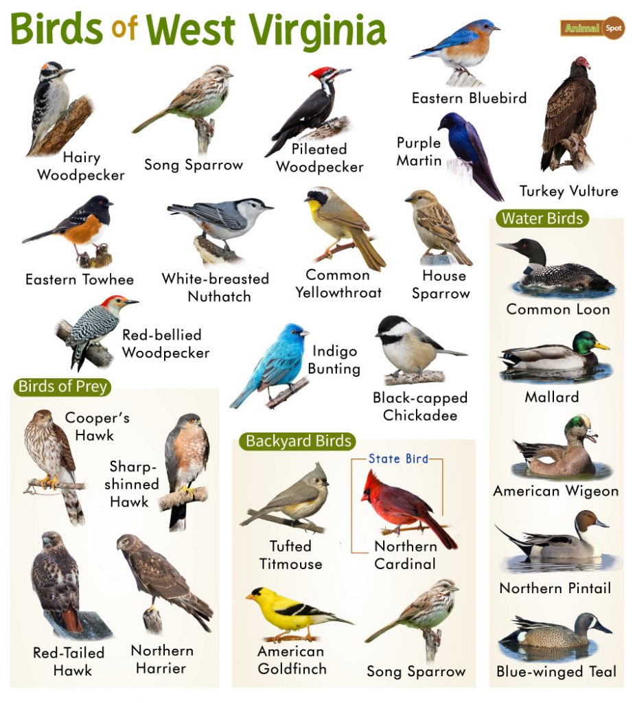 The Most Common Backyard Birds in West Virginia