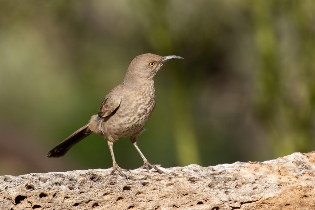 The Most Common Birds Found in Arizona Backyards