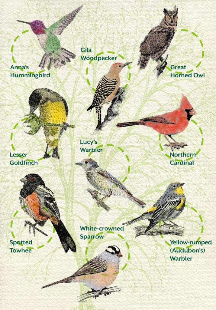 The Most Common Birds Found in Arizona Backyards