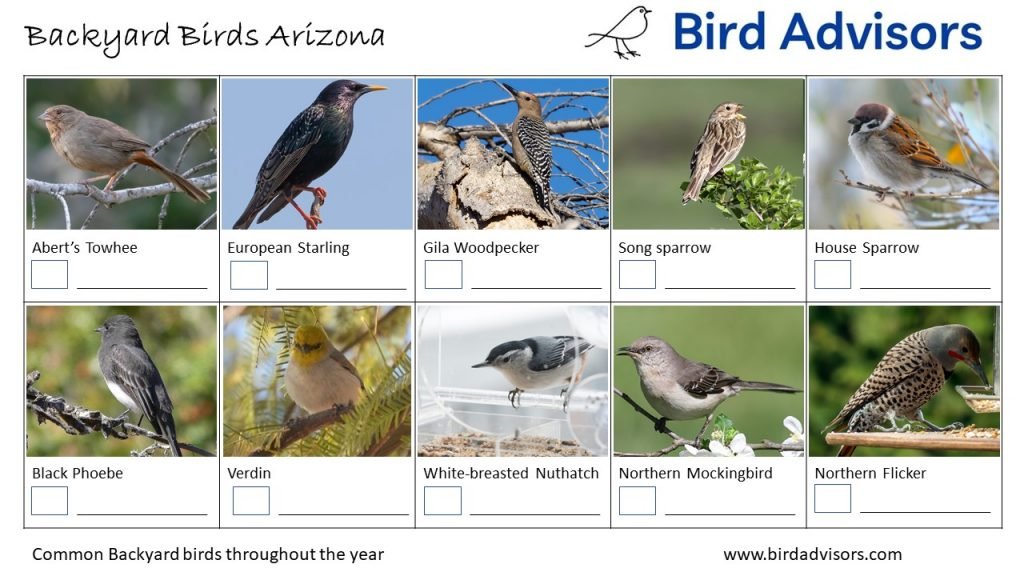 The Most Common Birds Found in Arizona Backyards