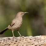 The Most Common Birds Found in Arizona Backyards