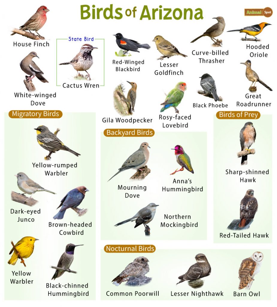 The Most Common Birds Found in Arizona Backyards