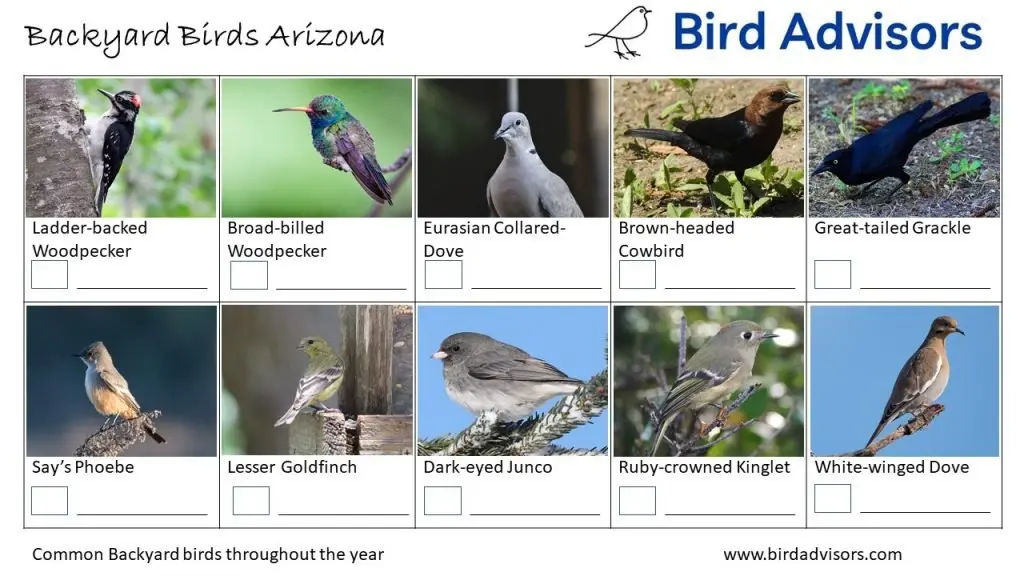 The Most Common Birds Found in Arizona Backyards