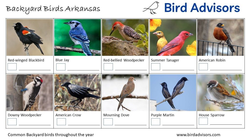 The Most Common Birds Found in Backyard in Arkansas