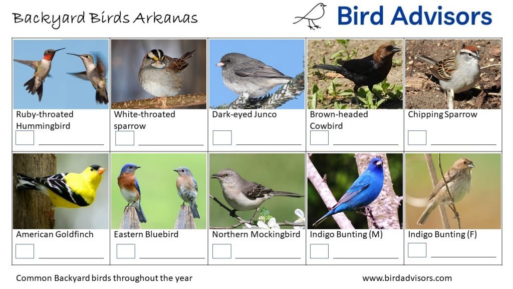 The Most Common Birds Found in Backyard in Arkansas