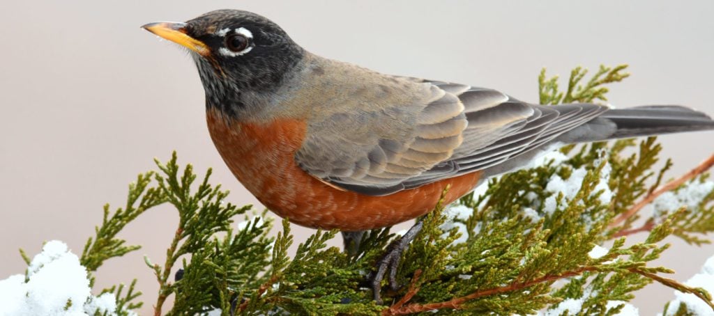 The Most Common Birds Found in Backyard in Arkansas