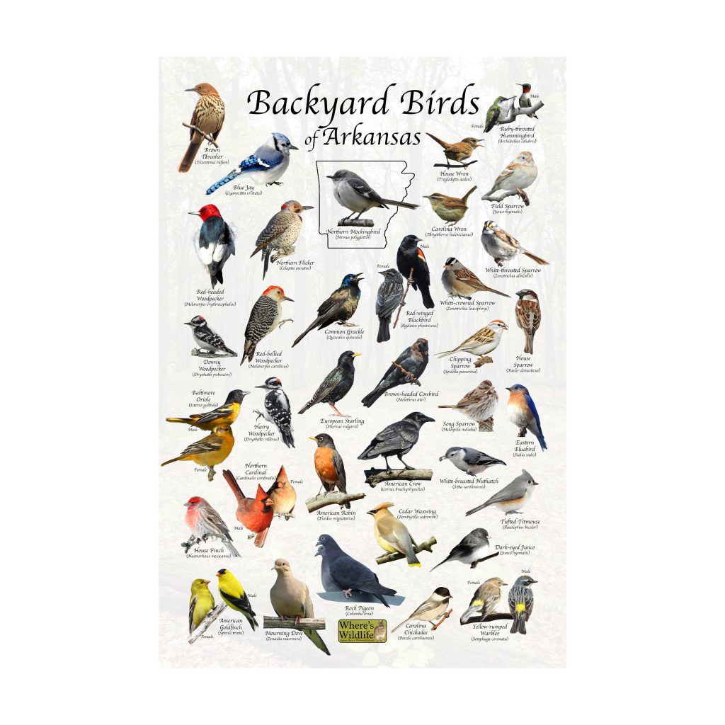 The Most Common Birds Found in Backyard in Arkansas