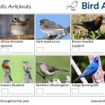 The Most Common Birds Found in Backyard in Arkansas