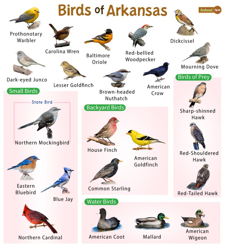 The Most Common Birds Found in Backyard in Arkansas