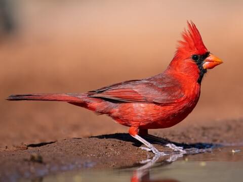 The Northern Cardinal: A Common Bright Red Bird in the Eastern United States