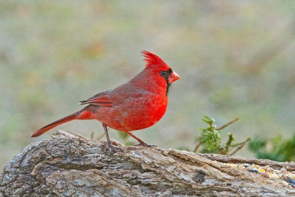 The Northern Cardinal: A Common Bright Red Bird in the Eastern United States