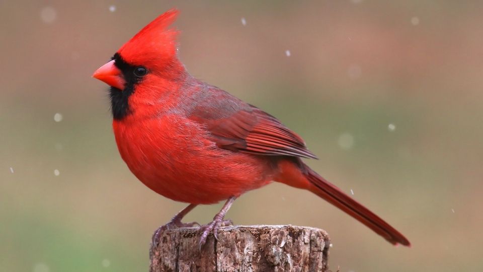 The Northern Cardinal: A Common Bright Red Bird in the Eastern United States