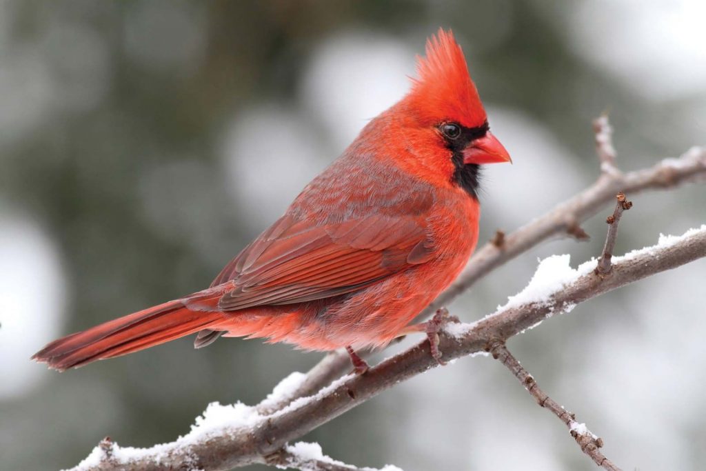 The Northern Cardinal: A Common Bright Red Bird in the Eastern United States