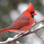 The Northern Cardinal: A Common Bright Red Bird in the Eastern United States