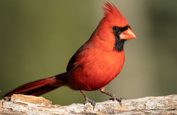 The Northern Cardinal: A Common Bright Red Bird in the Eastern United States