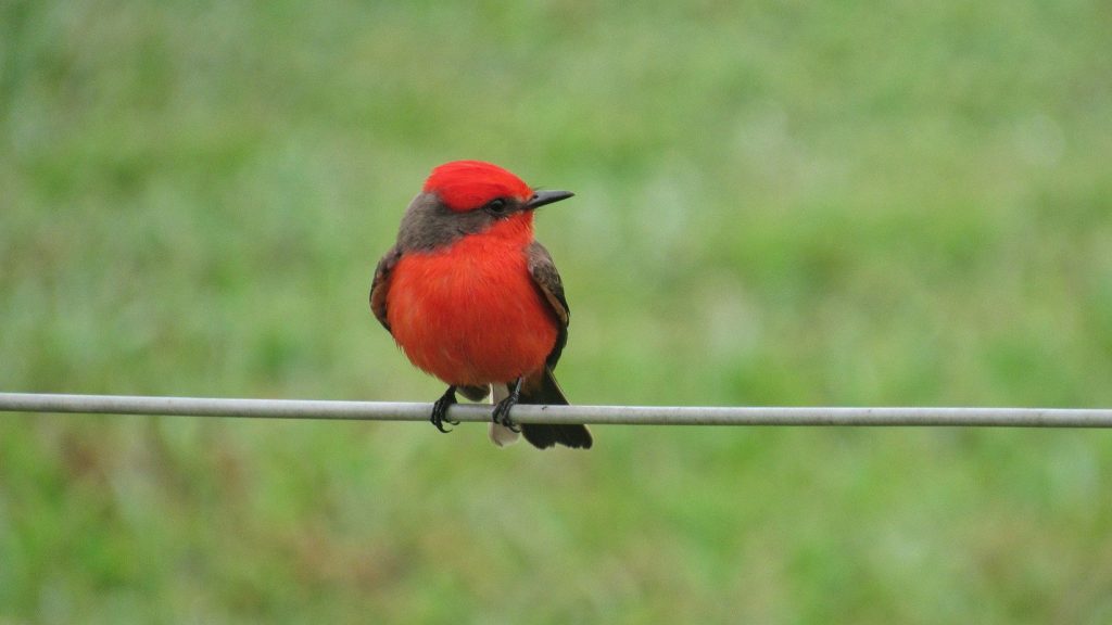 The Red Birds of California