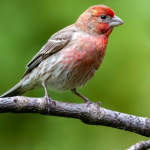 The Red Birds of California